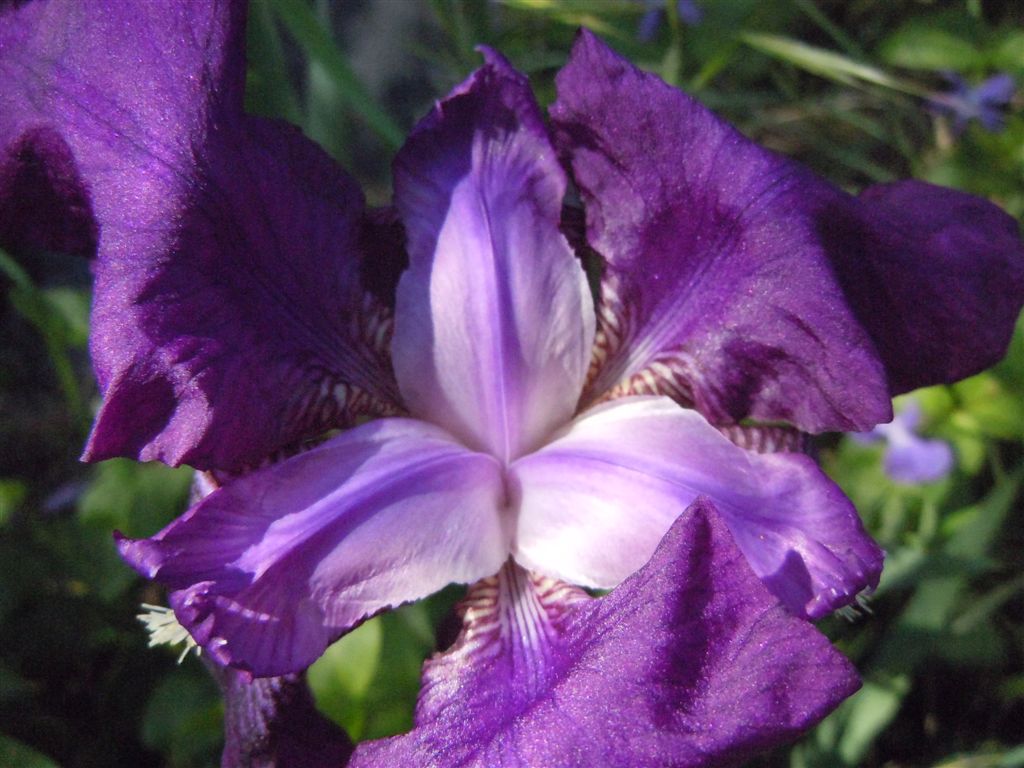 Iris germanica